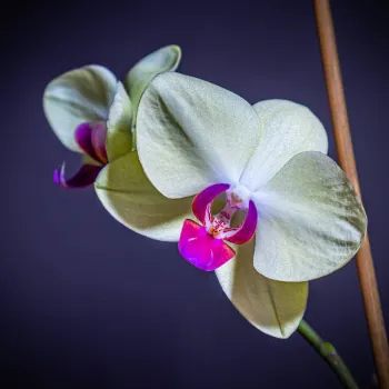 Green Orchid Flower